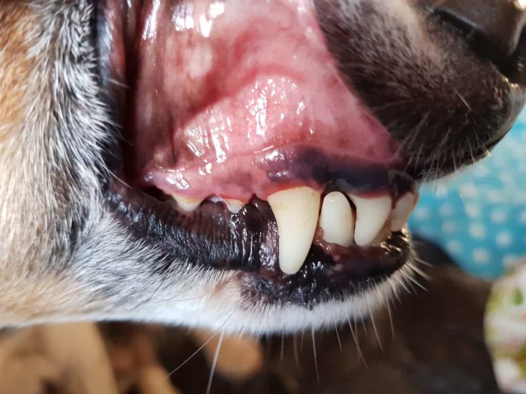 Nachher Bild Hund Zahnreinigung